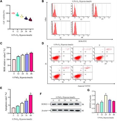 Sestrin2 protects against hypoxic nerve injury by regulating mitophagy through SESN2/AMPK pathway